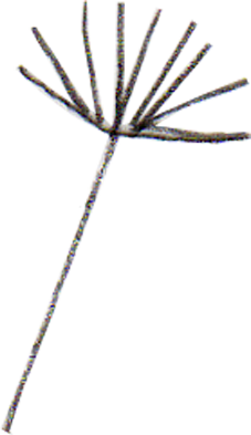 Pusteblume Samen - Birgit Lang Illustration